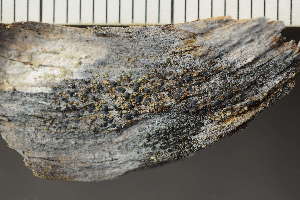  ( - O-L-243650)  @11 [ ] by-nc (2024) Einar Timdal University of Oslo, Natural History Museum