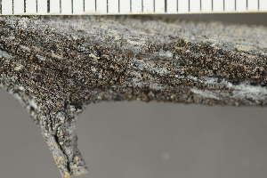  ( - O-L-243651)  @11 [ ] by-nc (2024) Einar Timdal University of Oslo, Natural History Museum