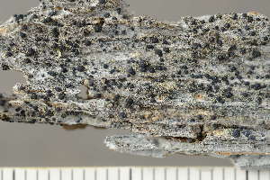  ( - O-L-243652)  @11 [ ] by-nc (2024) Einar Timdal University of Oslo, Natural History Museum