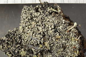  ( - O-L-243654)  @11 [ ] by-nc (2024) Einar Timdal University of Oslo, Natural History Museum