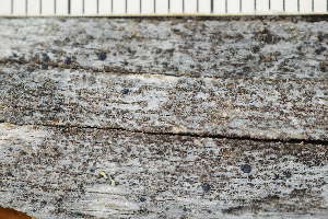  ( - O-L-243659)  @11 [ ] by-nc (2024) Einar Timdal University of Oslo, Natural History Museum