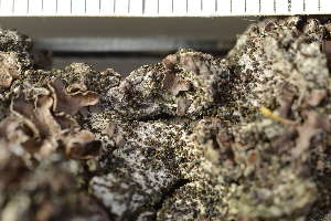  ( - O-L-243660)  @11 [ ] by-nc (2024) Einar Timdal University of Oslo, Natural History Museum