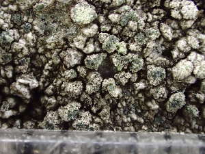  ( - O-L-243691)  @11 [ ] by-nc (2024) Reidar Haugan University of Oslo, Natural History Museum