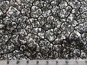  ( - O-L-243693)  @11 [ ] by-nc (2024) Reidar Haugan University of Oslo, Natural History Museum