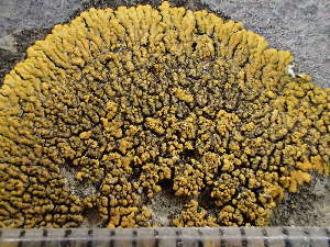  (Polycauliona verruculifera - O-L-243712)  @11 [ ] by-nc (2024) Reidar Haugan University of Oslo, Natural History Museum