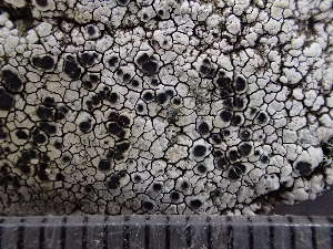  ( - O-L-243719)  @11 [ ] by-nc (2024) Reidar Haugan University of Oslo, Natural History Museum