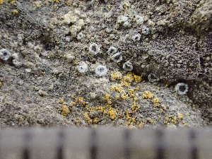  ( - O-L-243722)  @11 [ ] by-nc (2024) Reidar Haugan University of Oslo, Natural History Museum