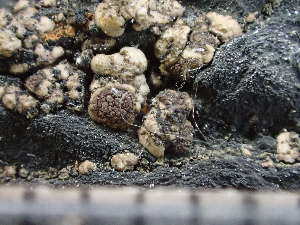  ( - O-L-243751)  @11 [ ] by-nc (2024) Reidar Haugan University of Oslo, Natural History Museum