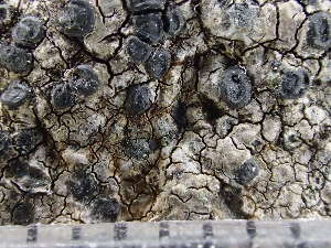  ( - O-L-243757)  @11 [ ] by-nc (2024) Reidar Haugan University of Oslo, Natural History Museum