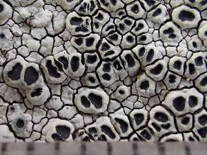  ( - O-L-243758)  @11 [ ] by-nc (2024) Reidar Haugan University of Oslo, Natural History Museum