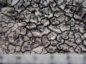  ( - O-L-243759)  @11 [ ] by-nc (2024) Reidar Haugan University of Oslo, Natural History Museum