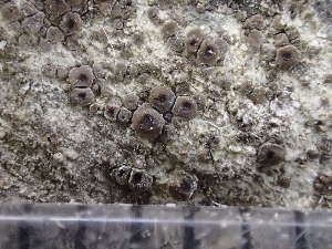  (Acarospora oligospora - O-L-243764)  @11 [ ] by-nc (2024) Reidar Haugan University of Oslo, Natural History Museum