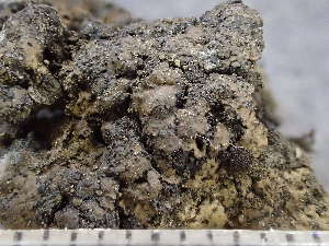  (Endocarpon pusillum - O-L-243766)  @11 [ ] by-nc (2024) Reidar Haugan University of Oslo, Natural History Museum