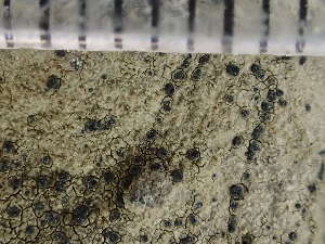  ( - O-L-243777)  @11 [ ] by-nc (2024) Reidar Haugan University of Oslo, Natural History Museum