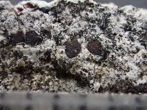  ( - O-L-243781)  @11 [ ] by-nc (2024) Reidar Haugan University of Oslo, Natural History Museum