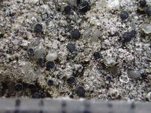  ( - O-L-243783)  @11 [ ] by-nc (2024) Reidar Haugan University of Oslo, Natural History Museum