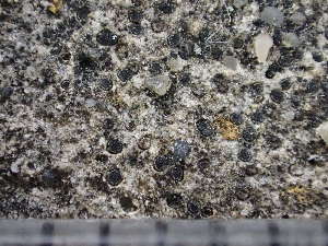  (Rinodina immersa - O-L-243784)  @11 [ ] by-nc (2024) Reidar Haugan University of Oslo, Natural History Museum