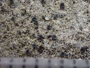  ( - O-L-243788)  @11 [ ] by-nc (2024) Reidar Haugan University of Oslo, Natural History Museum