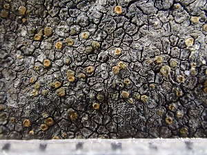  ( - O-L-243794)  @11 [ ] by-nc (2024) Reidar Haugan University of Oslo, Natural History Museum