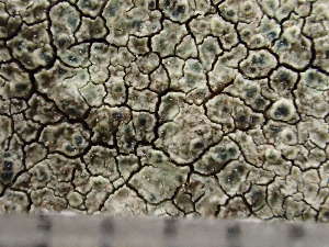  ( - O-L-243796)  @11 [ ] by-nc (2024) Reidar Haugan University of Oslo, Natural History Museum