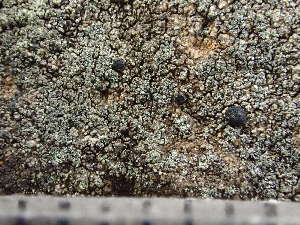  ( - O-L-243801)  @11 [ ] by-nc (2024) Reidar Haugan University of Oslo, Natural History Museum