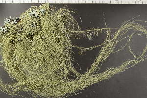  ( - O-L-243803)  @11 [ ] by-nc (2024) Einar Timdal University of Oslo, Natural History Museum