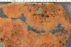  ( - O-L-243815)  @11 [ ] by-nc (2024) Einar Timdal University of Oslo, Natural History Museum