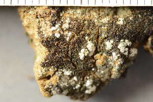  ( - O-L-243836)  @11 [ ] by-nc (2024) Einar Timdal University of Oslo, Natural History Museum