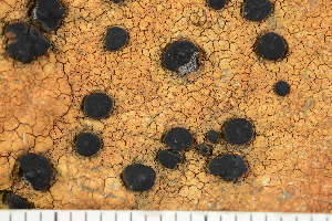  ( - O-L-243850)  @11 [ ] by-nc (2025) Einar Timdal University of Oslo, Natural History Museum