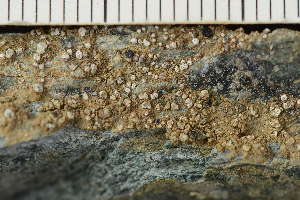  ( - O-L-243860)  @11 [ ] by-nc (2024) Einar Timdal University of Oslo, Natural History Museum
