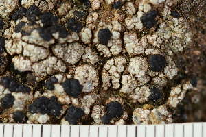  ( - O-L-243874)  @11 [ ] by-nc (2024) Einar Timdal University of Oslo, Natural History Museum