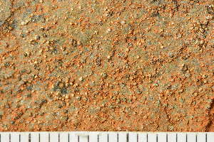 ( - O-L-243879)  @11 [ ] by-nc (2024) Einar Timdal University of Oslo, Natural History Museum