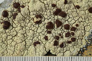  ( - O-L-243884)  @11 [ ] by-nc (2025) Einar Timdal University of Oslo, Natural History Museum