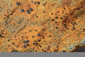  ( - O-L-243891)  @11 [ ] by-nc (2025) Einar Timdal University of Oslo, Natural History Museum