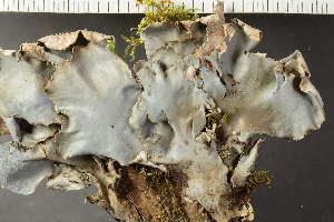  ( - O-L-243902)  @11 [ ] by-nc (2024) Einar Timdal University of Oslo, Natural History Museum