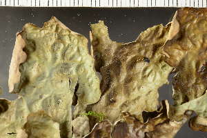 ( - O-L-243904)  @11 [ ] by-nc (2024) Einar Timdal University of Oslo, Natural History Museum