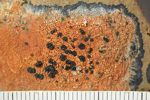  ( - O-L-243906)  @11 [ ] by-nc (2025) Einar Timdal University of Oslo, Natural History Museum