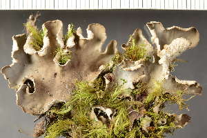  ( - O-L-243918)  @11 [ ] by-nc (2024) Einar Timdal University of Oslo, Natural History Museum