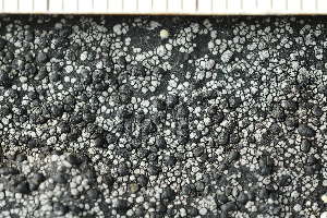  ( - O-L-243952)  @11 [ ] by-nc (2025) Einar Timdal University of Oslo, Natural History Museum