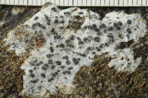  ( - O-L-243954)  @11 [ ] by-nc (2025) Einar Timdal University of Oslo, Natural History Museum