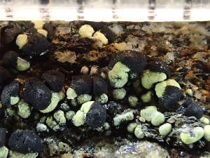  ( - O-L-244042)  @11 [ ] by-nc (2024) Reidar Haugan University of Oslo, Natural History Museum