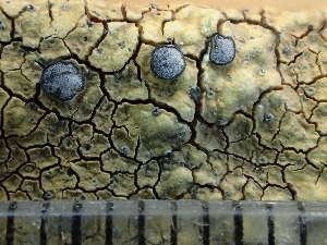  ( - O-L-244059)  @11 [ ] by-nc (2024) Reidar Haugan University of Oslo, Natural History Museum