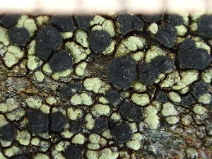  ( - O-L-244061)  @11 [ ] by-nc (2024) Reidar Haugan University of Oslo, Natural History Museum