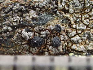  ( - O-L-244062)  @11 [ ] by-nc (2024) Reidar Haugan University of Oslo, Natural History Museum