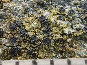  ( - O-L-244064)  @11 [ ] by-nc (2024) Reidar Haugan University of Oslo, Natural History Museum