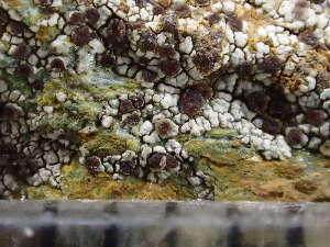  ( - O-L-244073)  @11 [ ] by-nc (2024) Reidar Haugan University of Oslo, Natural History Museum