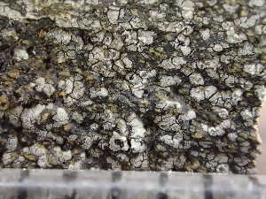  ( - O-L-244079)  @11 [ ] by-nc (2024) Reidar Haugan University of Oslo, Natural History Museum