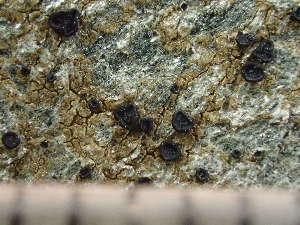  ( - O-L-244089)  @11 [ ] by-nc (2024) Reidar Haugan University of Oslo, Natural History Museum