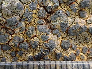  ( - O-L-244094)  @11 [ ] by-nc (2024) Reidar Haugan University of Oslo, Natural History Museum
