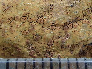  ( - O-L-244097)  @11 [ ] by-nc (2024) Reidar Haugan University of Oslo, Natural History Museum